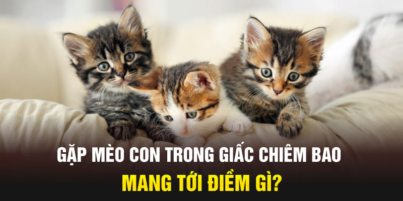 Gặp mèo con trong giấc chiêm bao mang tới điềm gì?