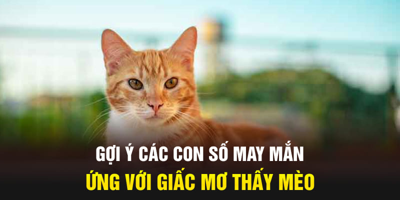 Gợi ý các con số may mắn ứng với giấc mơ thấy mèo