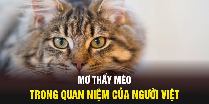 Mơ thấy mèo trong quan niệm của người Việt